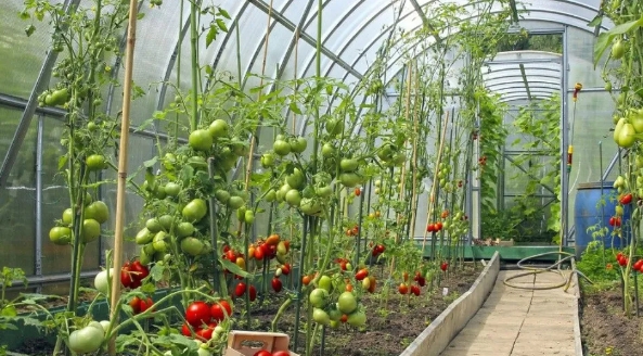 大棚小知識(shí)：低溫雨雪天，大棚蔬菜該如何防凍？